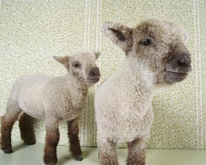 Lambs to the slaughter
